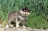 CHIEN FINNOIS DE LAPONIE 618
